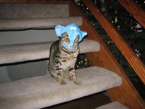 cat_with_hat