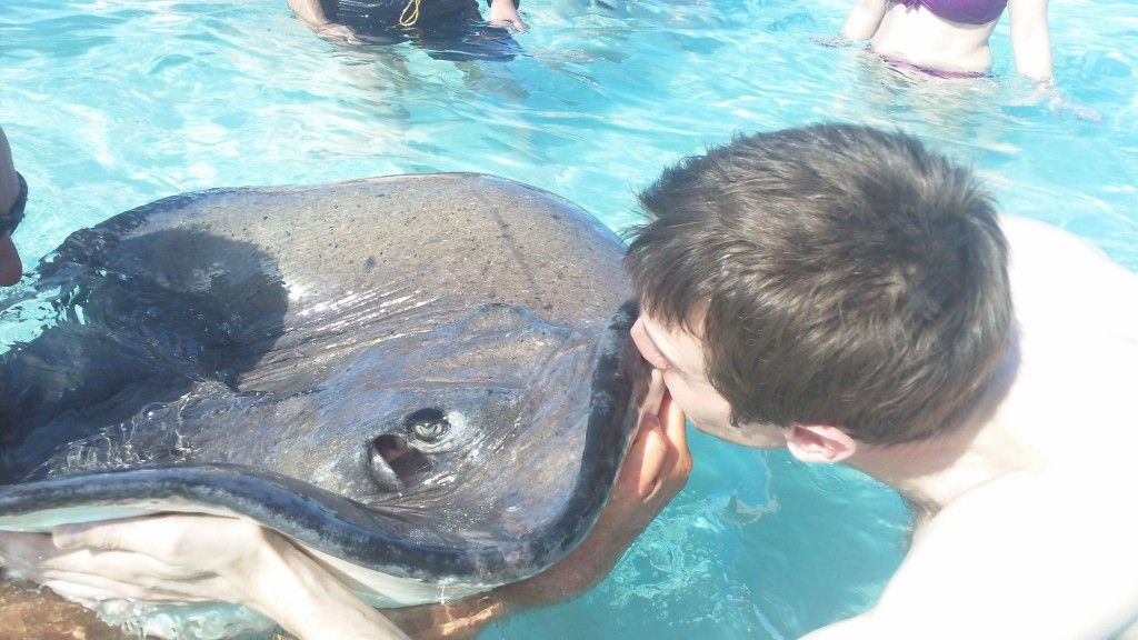 kissing a stingray