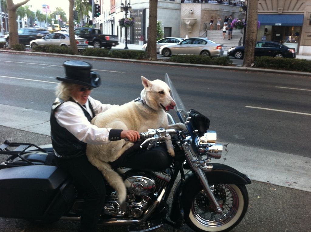 dog_on_motorcycle